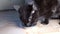 A black cat lapping milk from a stainless steel bowl. Animal nutrition