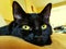 Black cat with large Amber eyes