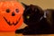 Black cat laying next to pumpkin jack-o-lantern