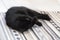 Black cat lies on a gray carpet in comfort, rests and washes,