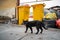 Black cat lives near the dirty trash cans
