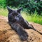 A black cat lounges in a field