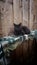 Black cat lounging II