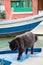 Black cat lying on a boat