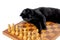 Black cat lying on a chessboard and looking at white chessmen