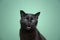 black cat meowing with mouth open on green background