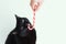 Black cat nibbles Christmas caramel cane on a white background