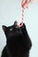 Black cat nibbles Christmas caramel cane on white background. Vertical photo