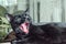 Black cat with open mouth. Cat yawning.