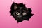 Black cat peeking through a hole in pink paper. 3d illustration, Funny black cat looks through ripped hole in pink paper backgroud