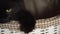 Black cat peeking out of a wooden basket