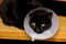 Black cat with pet cone