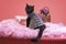Black cat on a pink background with flowers and a suitcase