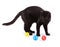 Black cat playing with colorful cat toys