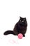 Black cat playing with pink clew