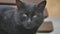 Black cat. portrait hungry homeless cat on the street close-up looks sitting sad
