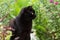 Black cat portrait with yellow eyes in profile sit outdoors in nature in garden with plants and flowers