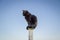 Black cat on a post against a blue sky