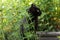 Black cat in profile in garden in nature