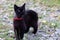 Black cat with a red strap stands in the yard among the grass and stones