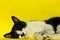 Black Cat Relaxing. Black Cat on Yellow Background.