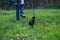 Black cat runs on meadow with owner