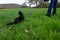 Black cat runs on meadow with owner