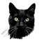 a black cat\\\'s face is shown with yellow eyes and whiskers on its fur, and a black cat\\\'s head is show