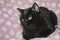 Black cat. Scottish cat. A beautiful cat.