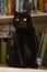 A black cat of the Scottish straight-eared breed sits on a bookshelf.