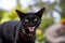 A black cat shows teeth and hissing at the camera