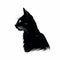 Black Cat Silhouette On White Background - Digital Enhancement