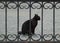 Black cat sits behind the barred gate