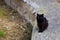 A black cat sits on a concrete fence. Superstition concept. Background