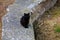 A black cat sits on a concrete fence. Superstition concept. Background