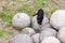 Black  cat sits on a pile of stone cores in the castle moat in front of the fortress walls of the Sforzesco Castle - Castello