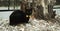 A black cat sits by a stump with a yellow bow tie. A black cat sits on the ground covered with dandelion. Yellow bright eyes