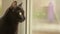 The black cat sits on the windowsill and looks out the window. Cat`s profile