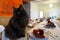 Black Cat Sitting on Banquet Table