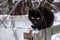 Black cat sitting on a fence in winter meowing,  Russia