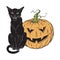 Black cat sitting with halloween pumpkin isolated over white background vector illustration. Witches familiar spirit animal, gothi