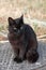 black cat sitting and looking at camera on metal sewer manhole near grass