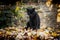 Black cat sitting outside in the garden on leaves