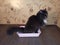 black cat is sitting on the pot. Domestic cat pising in the tray