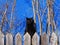 Black cat sitting in the sun on a picket fence in front of a blue wall