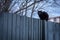 A black cat sitting on a white wooden fence.