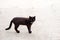 Black cat slacker walks wanders the street