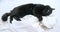 black cat sleeps restless sleep on a white blanket