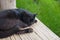 The black cat slept on the yellow wooden litter. There is a  green grass background