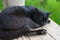 The black cat slept on the yellow wooden litter. There is a  green grass background